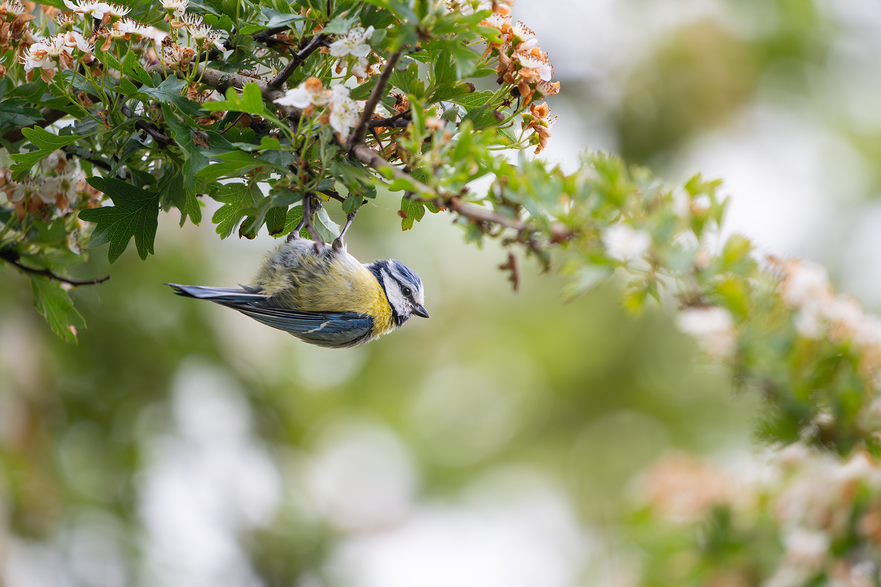 Naturfotografie: Blaumeise kopfüber – Fine-Art Print