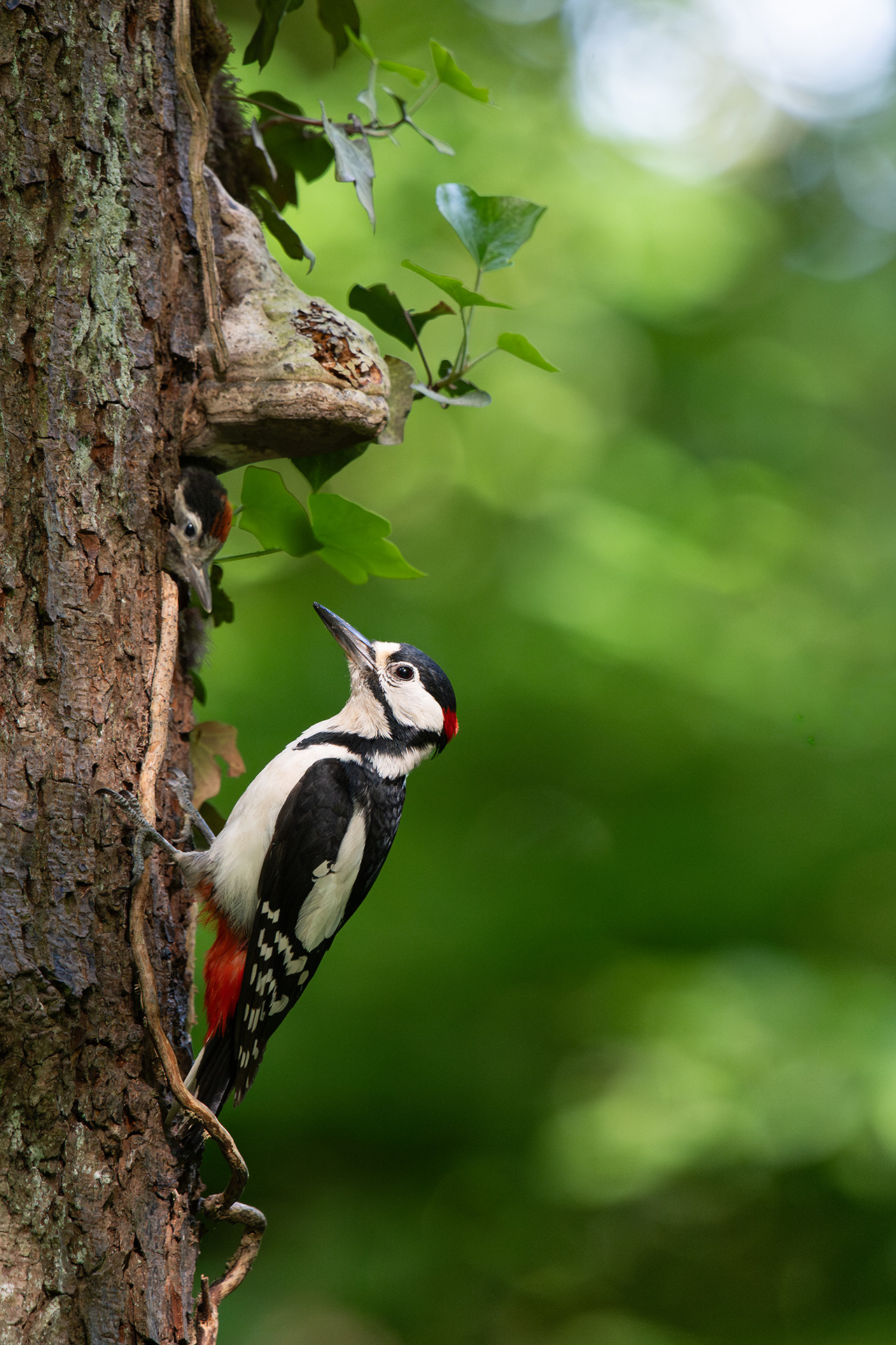 Buntspecht Altvogel bei der Fütterung