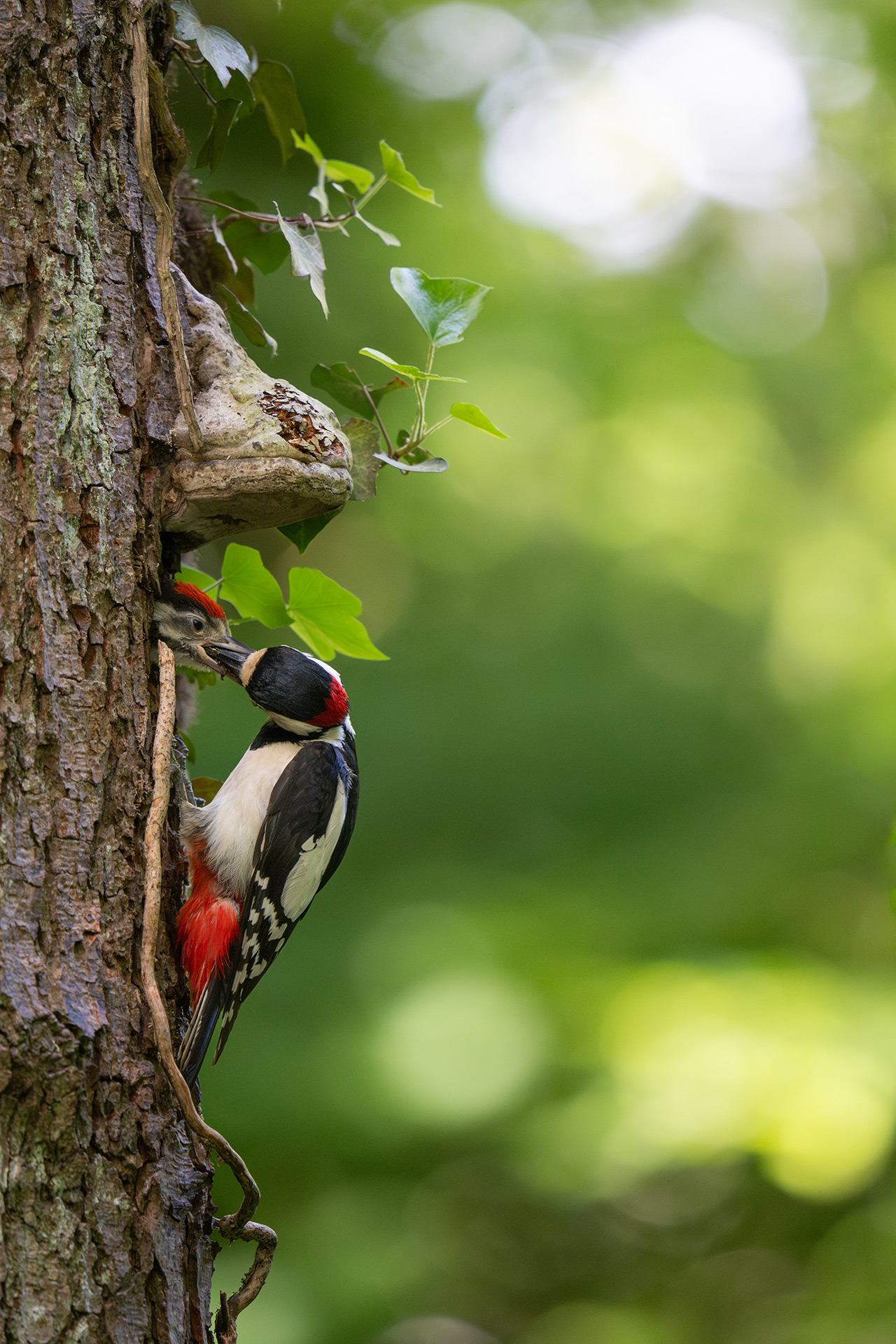 Buntspecht Jungvogel am Höhleneingang