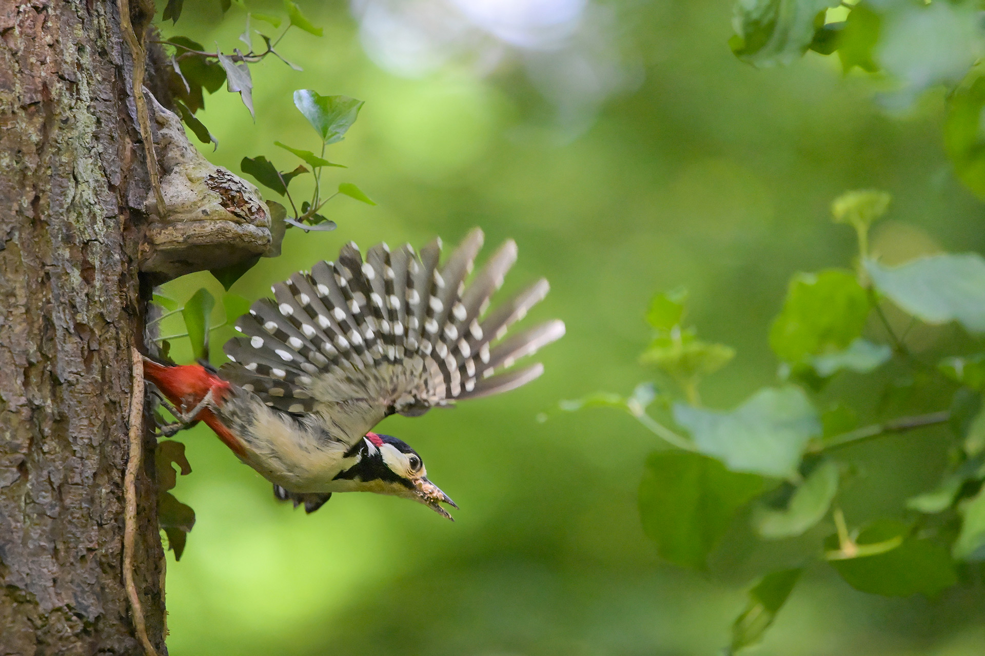 Buntspecht Jungvogel kurz vor dem Ausflug