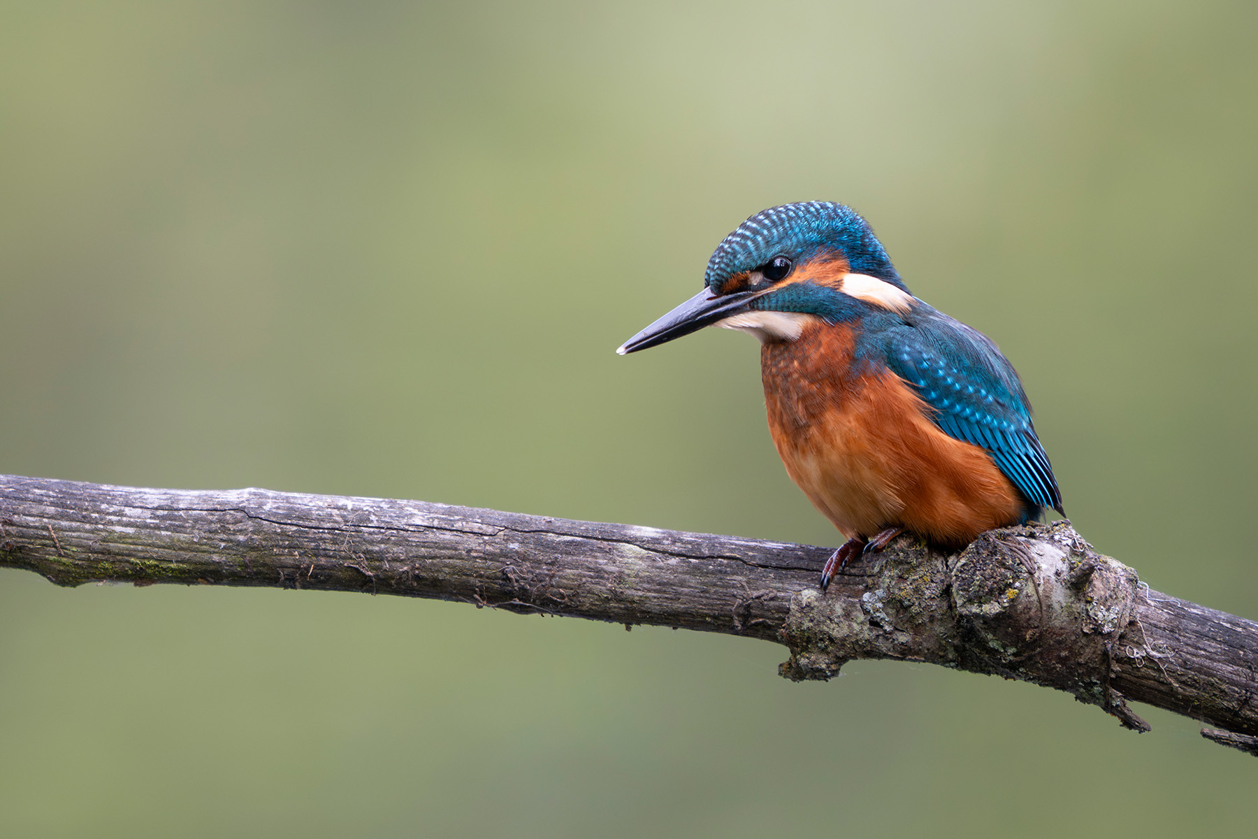 Eisvogel im Profil auf Ansitzast