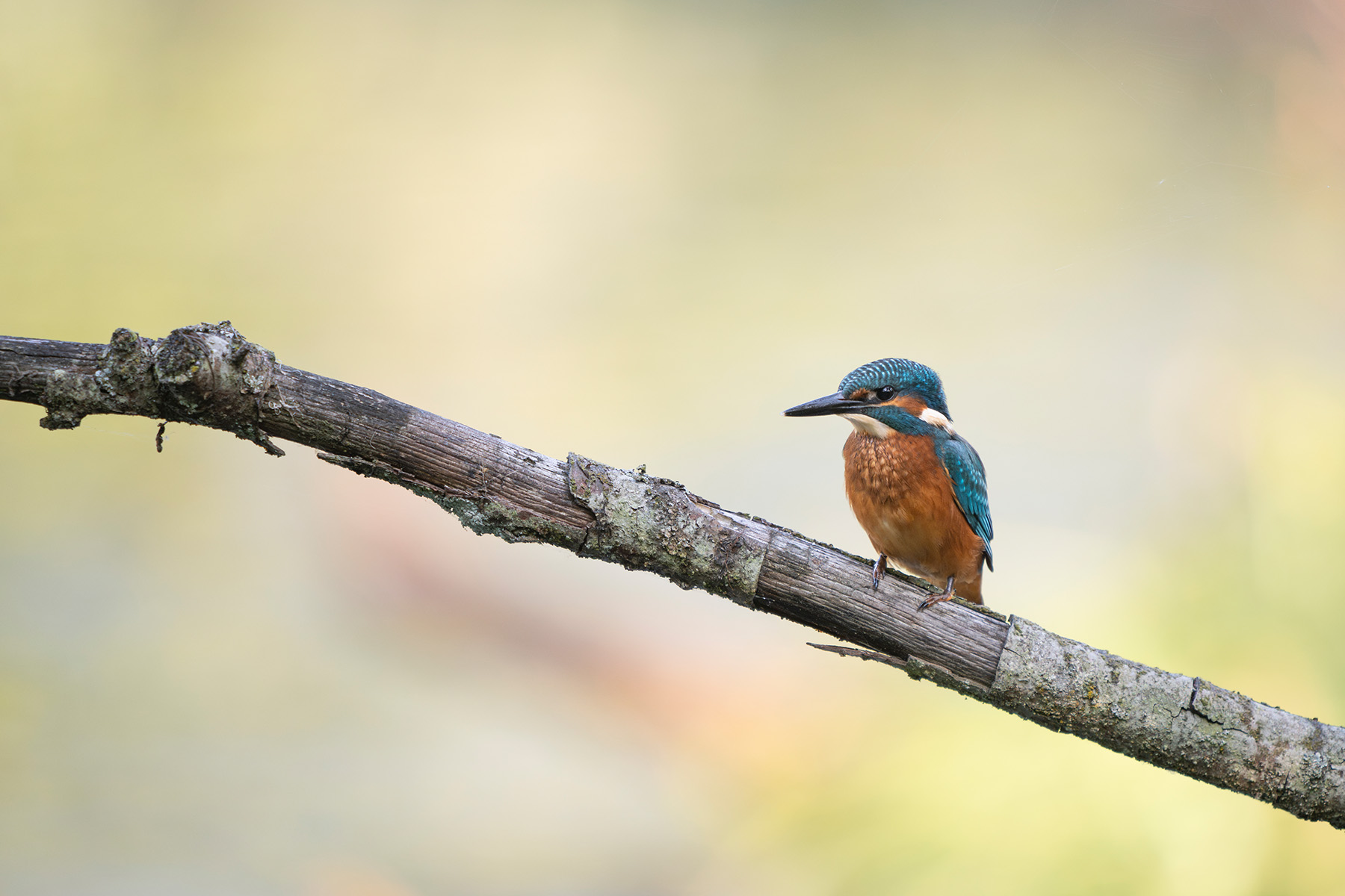 Eisvogel Seitenansicht auf Totholz