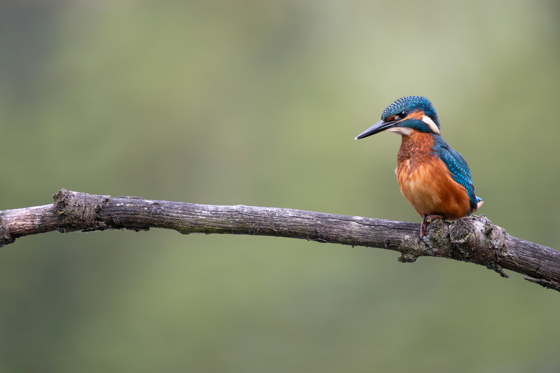 Eisvogel auf Ansitzast, dritte Perspektive