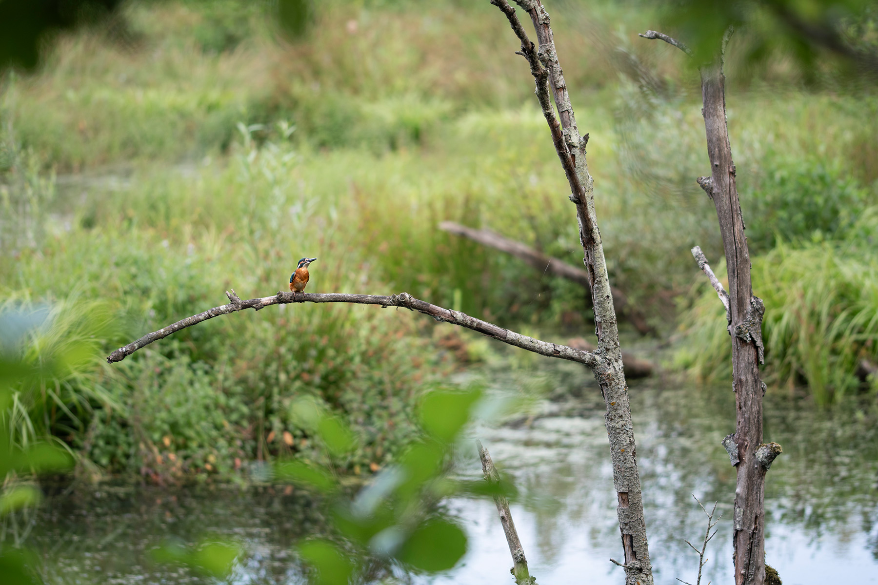Eisvogel klein im Lebensraum am Gewässer