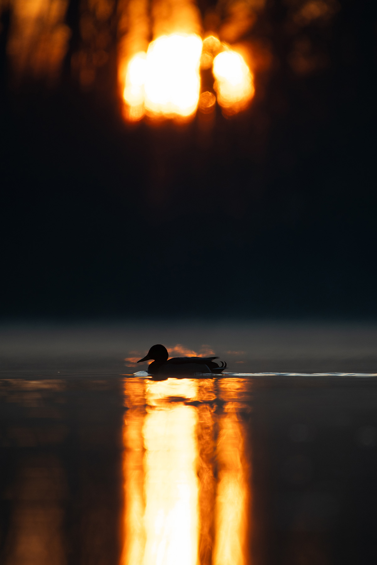 Naturfotografie: Ente im Sonnenaufgang, Hochformat – Fine-Art Print
