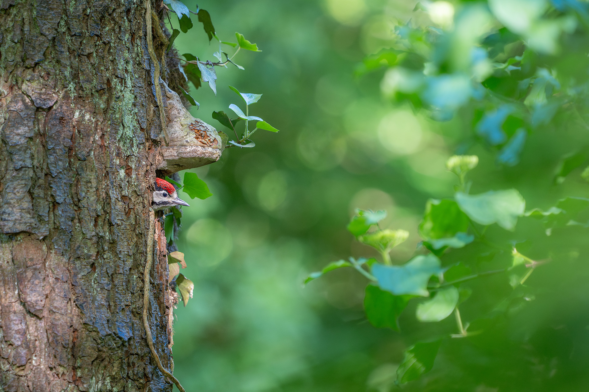 Buntspecht an der Höhle – Behind the Scenes CMind Media