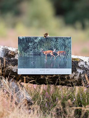 Wildlife Kalender 2027 Hochformat in der Heide