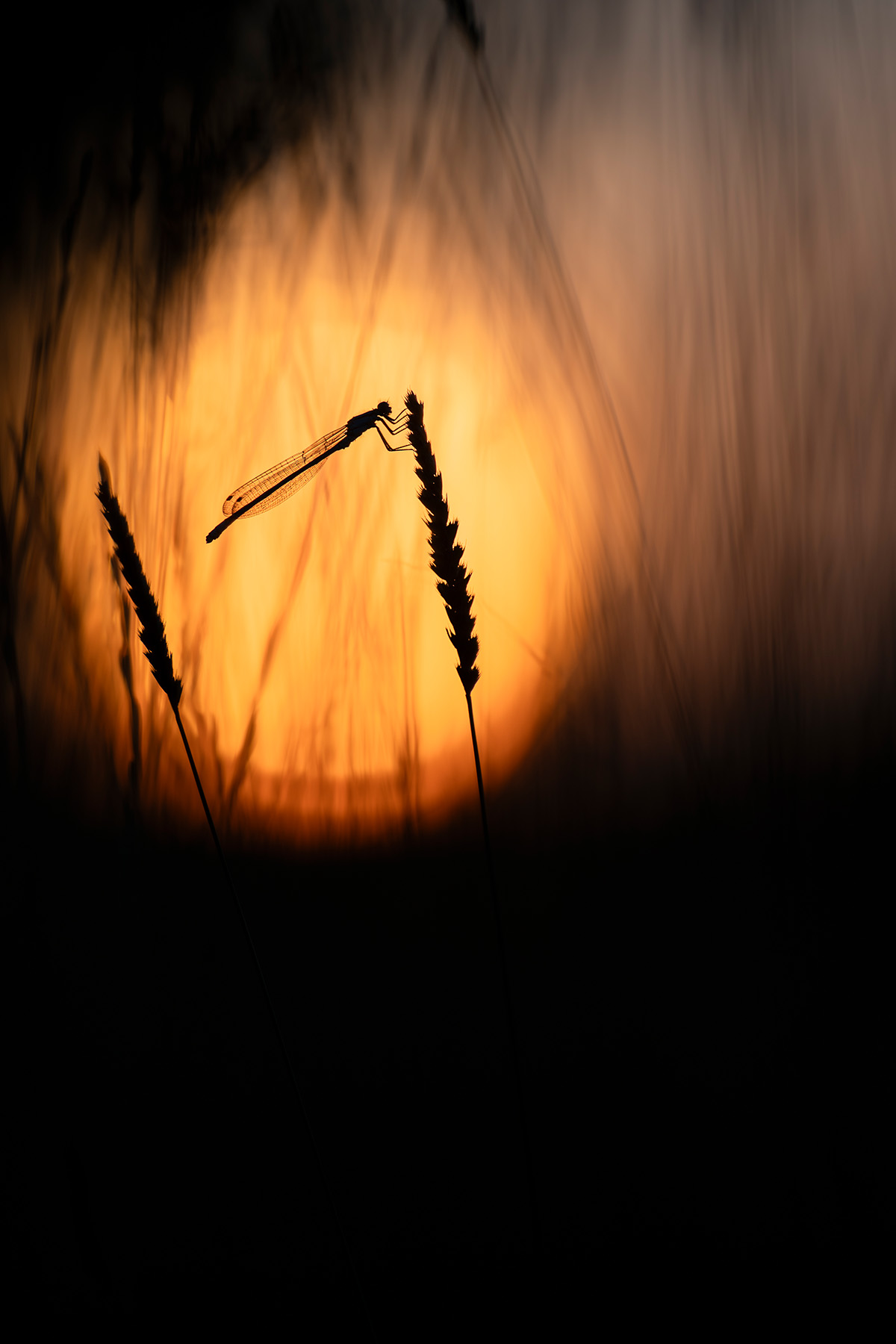 Naturfotografie: Libelle im Abendlicht, Hochformat – Fine-Art Print