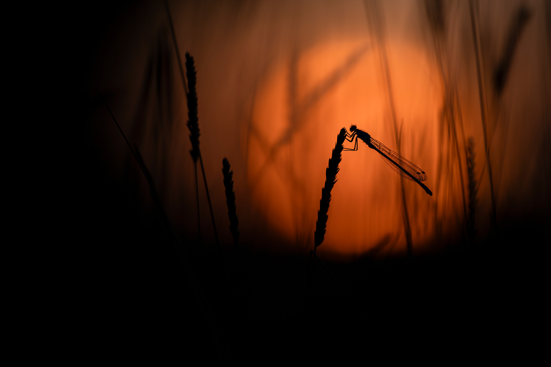 Naturfotografie: Libelle im Abendlicht – Fine-Art Print