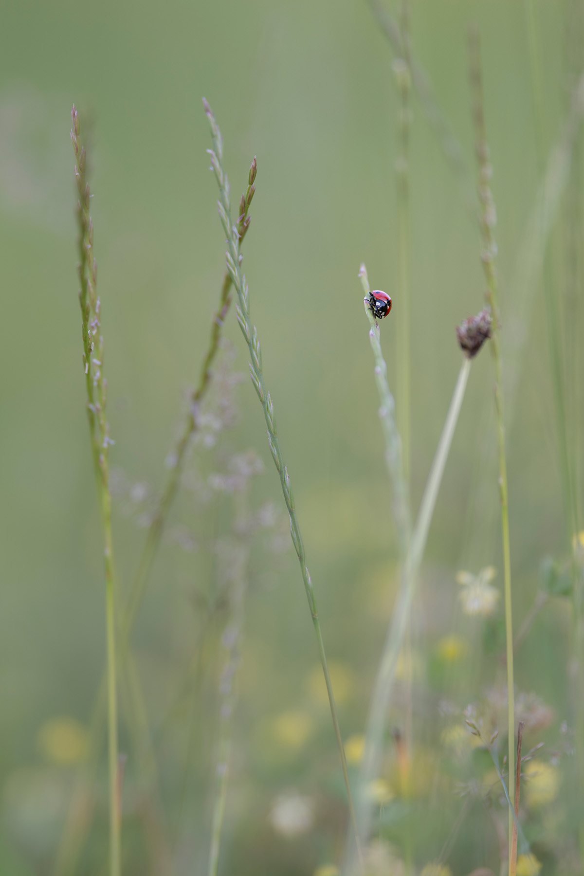 Naturfotografie: Marienkäfer, minimalistisch – Fine-Art Print