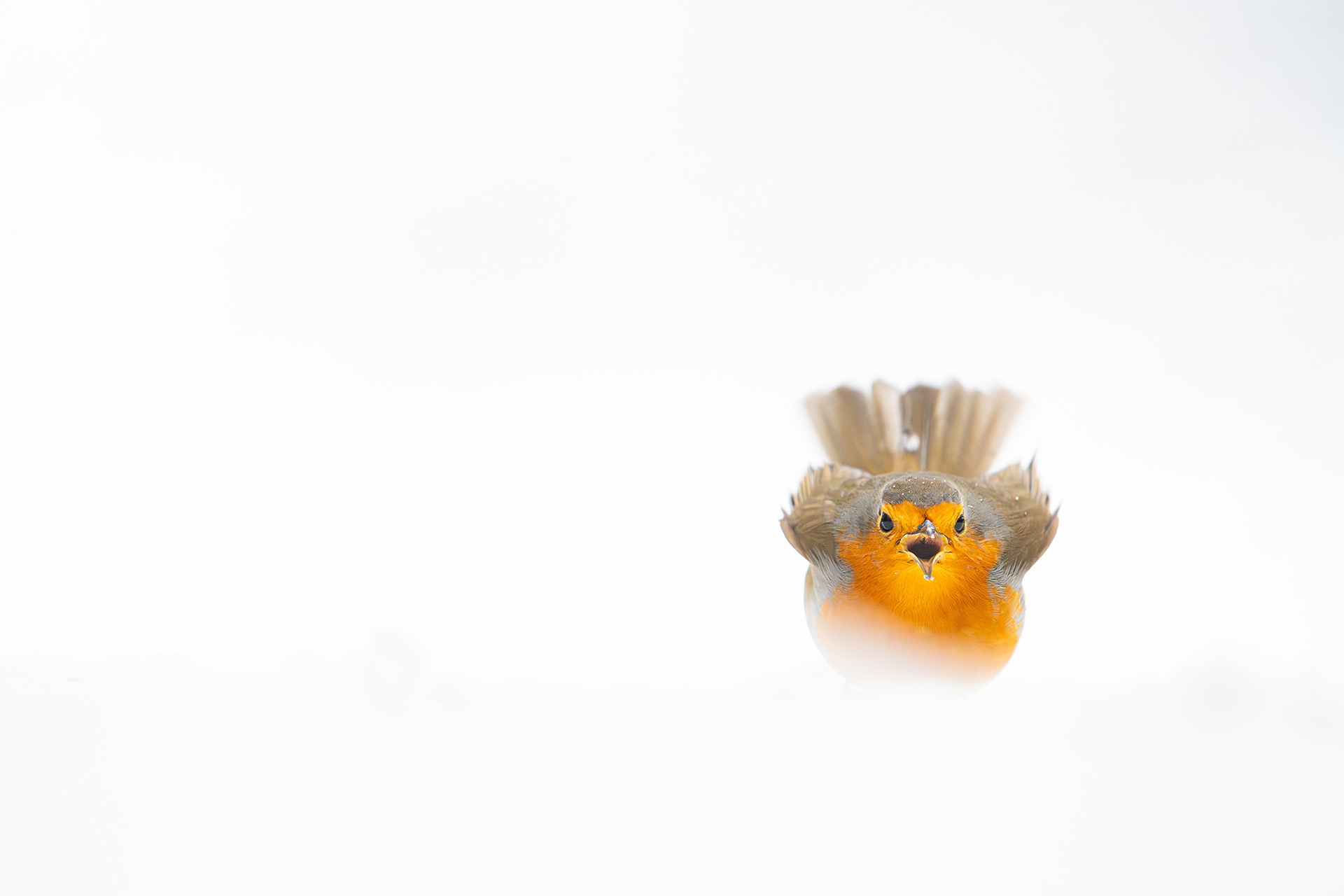 Rotkehlchen hüpft frontal auf den Fotografen zu – Top 32 Vogelfoto des Winters 2025/26