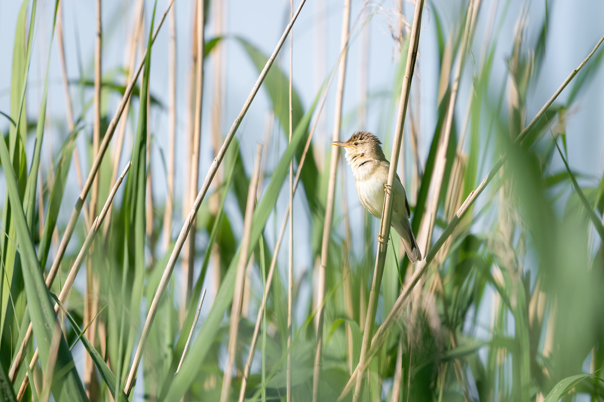 Naturfotografie: Teichrohrsänger im Schilf – Wildlife Fine-Art Print