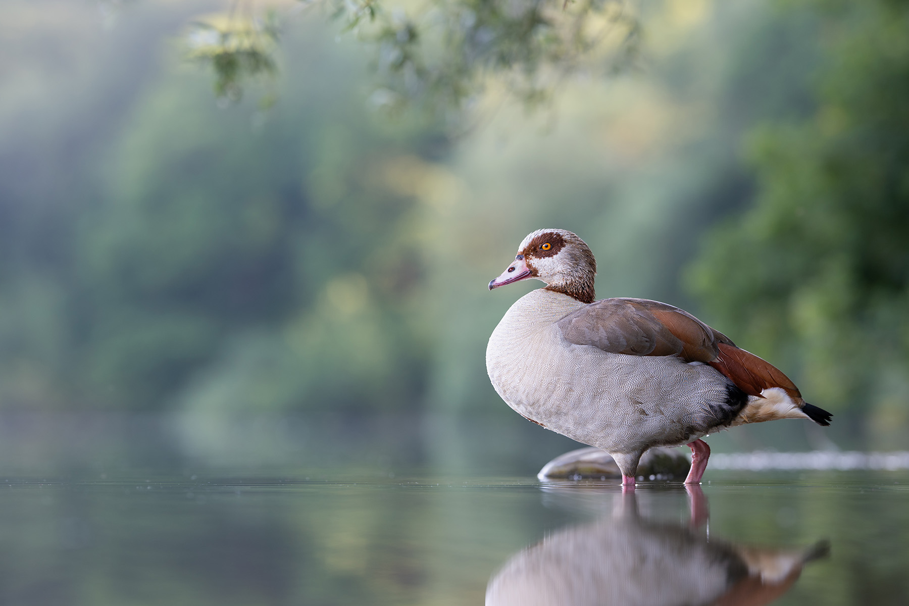 Naturfotografie: Nilgans am Ufer – Fine-Art Print