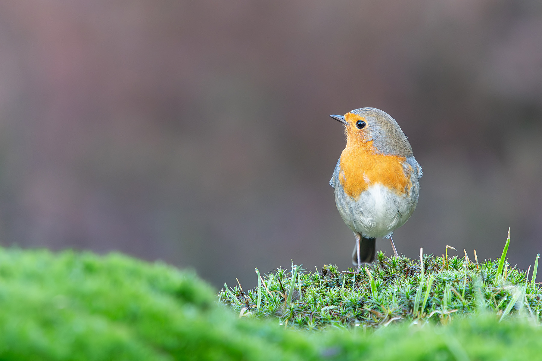 Naturfotografie: Rotkehlchen auf Moos – Fine-Art Print