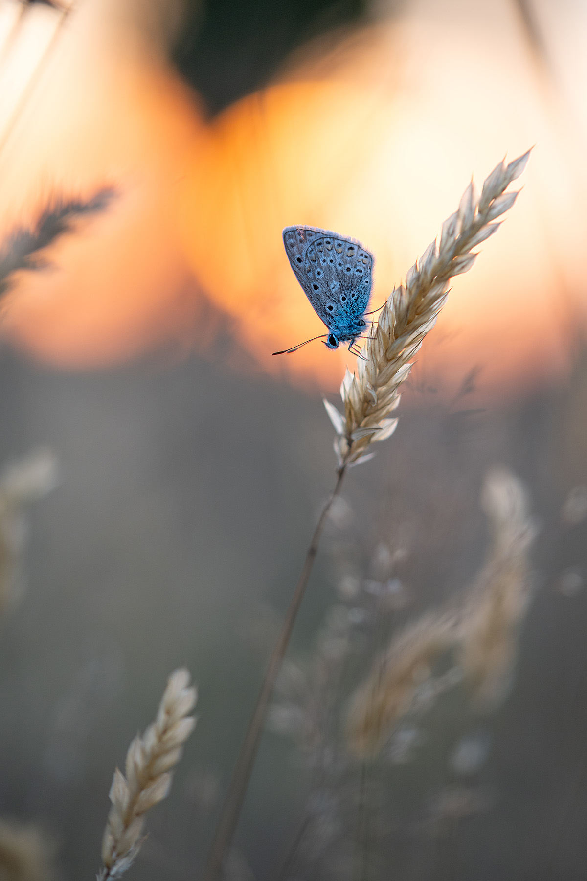 Naturfotografie: Schmetterling im Sonnenuntergang, Hochformat – Fine-Art Print