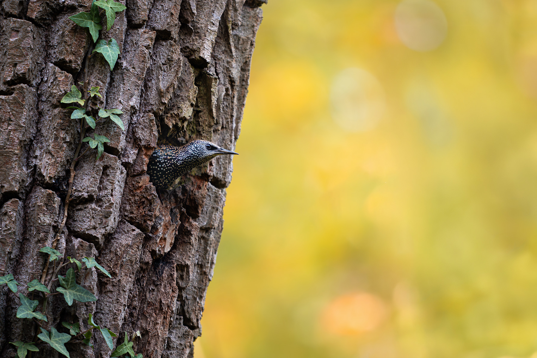 Naturfotografie: Star am Baum – Fine-Art Print