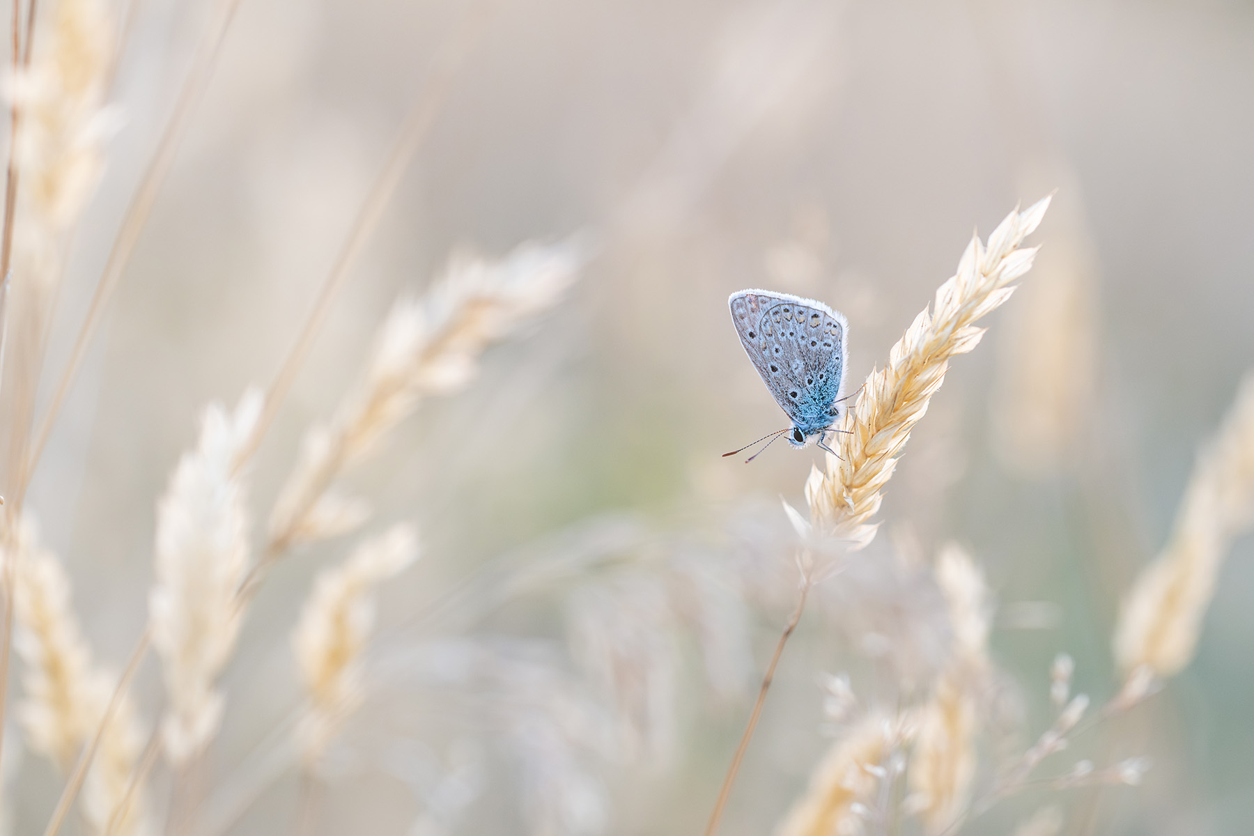 Naturfotografie: Zwischen Sommerhalmen – Fine-Art Print